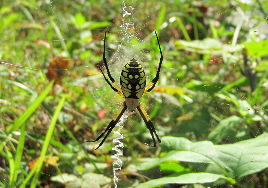 Great Smoky Mountains