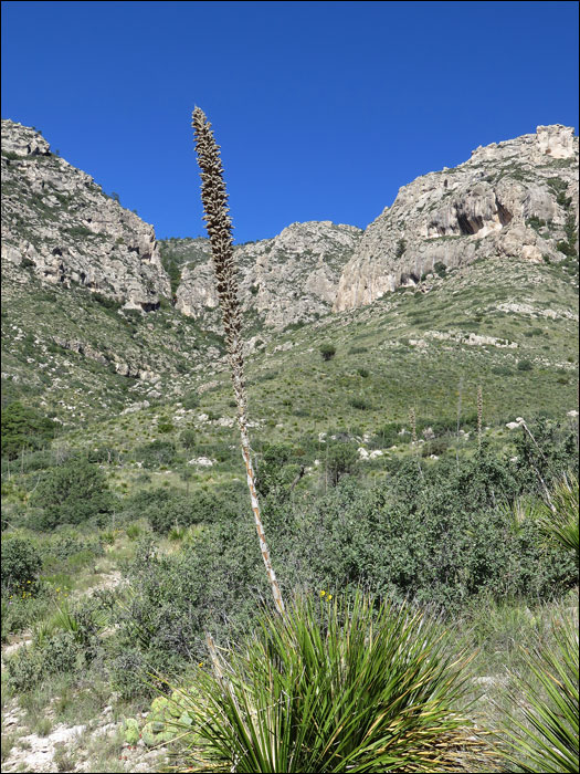 Guadalupe Mountains National Park