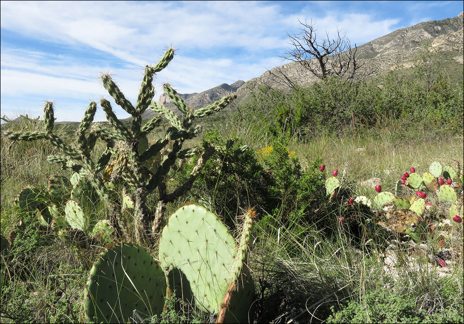 Guadalupe Mountains National Park