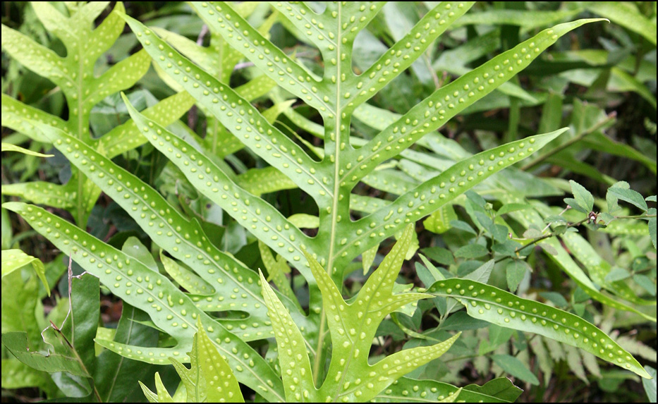 Haleakala National Park
