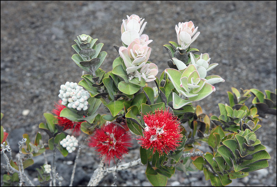 Hawaii Volcanoes National Park