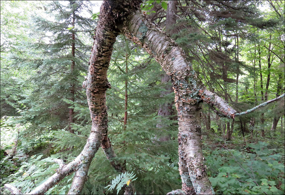 Isle Royale National Park