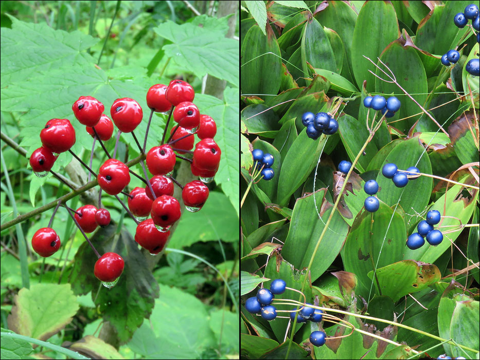 Isle Royale National Park