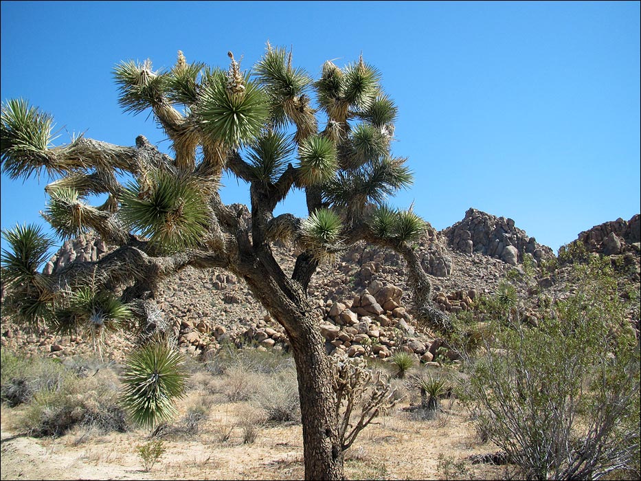 Joshua Tree