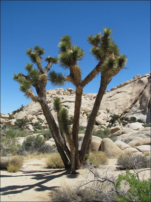 Joshua Tree