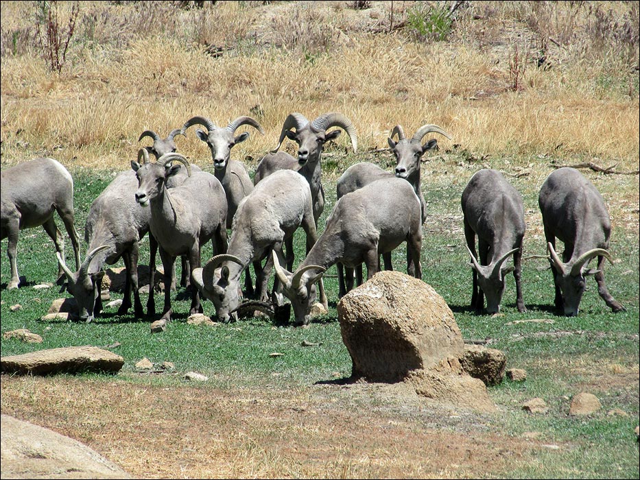 Bighorn Sheep