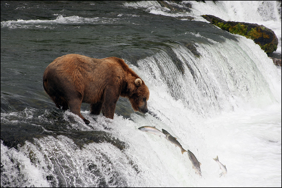 Katmai National Park