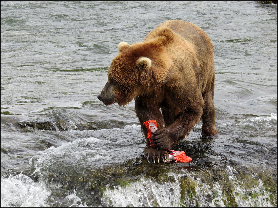 Katmai National Park