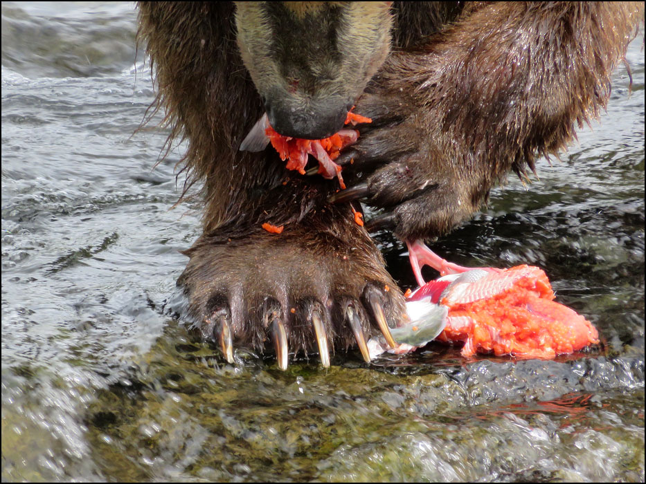 Katmai National Park