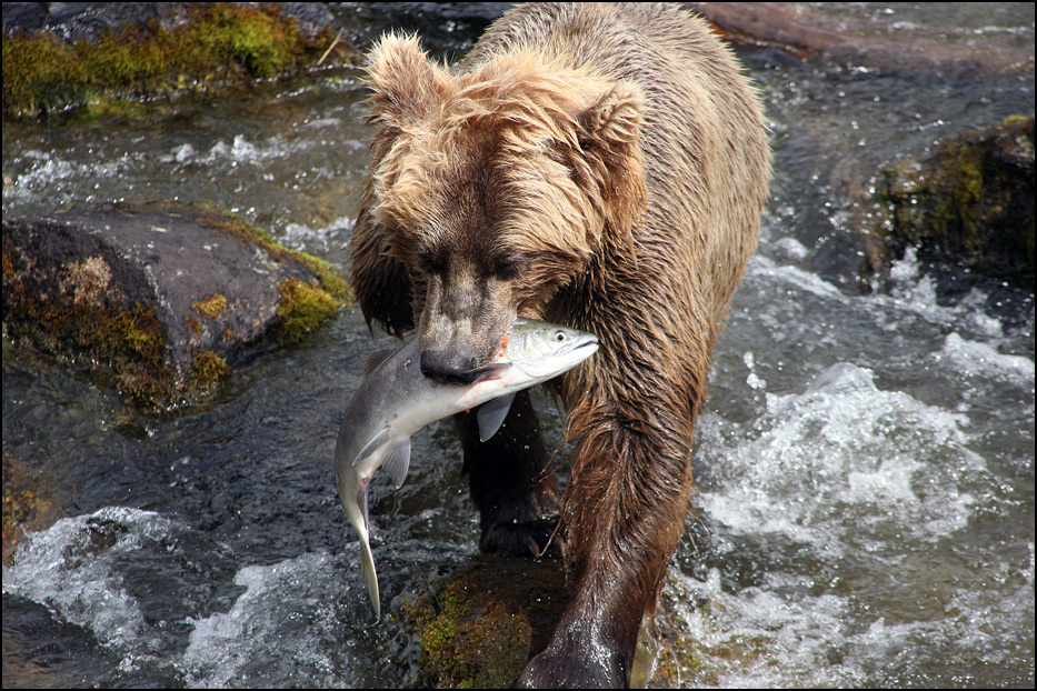 Katmai National Park