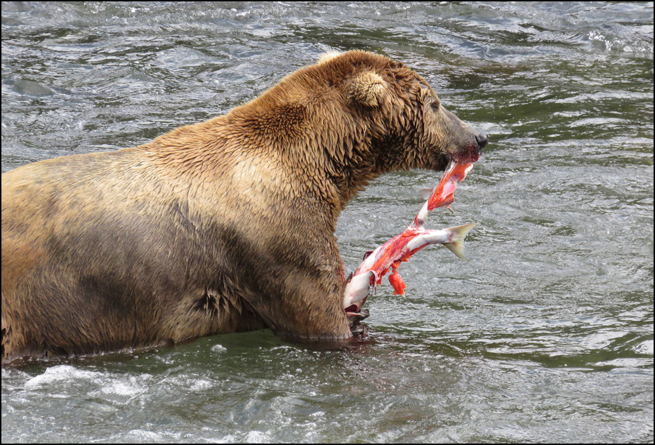 Katmai National Park