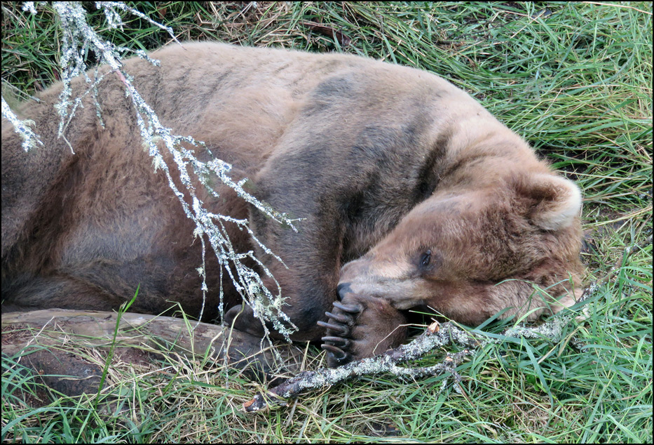 Katmai National Park