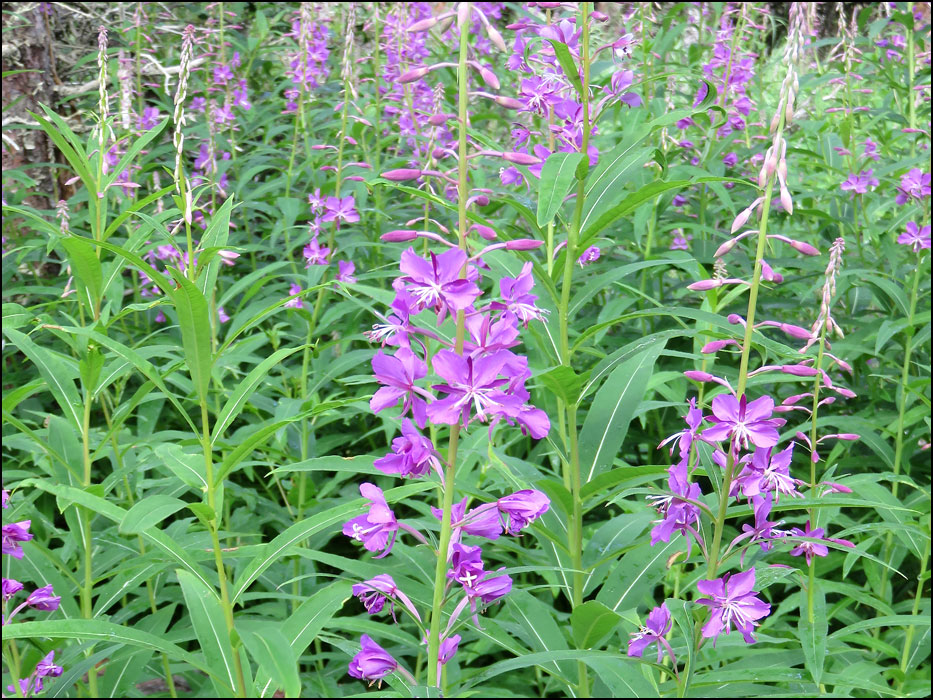 Katmai National Park