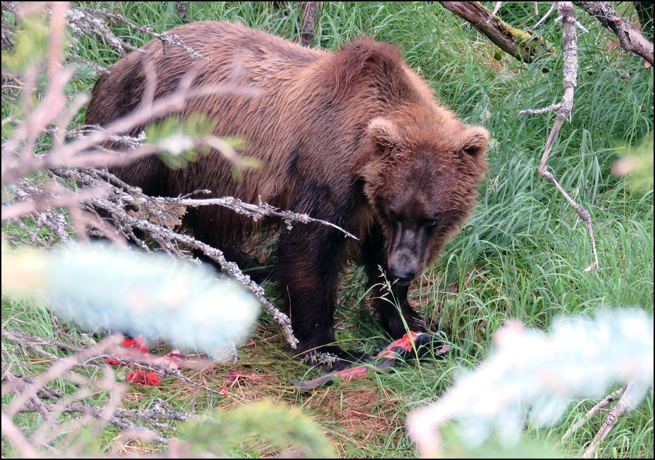 Katmai National Park