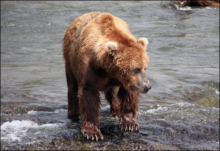 Katmai National Park