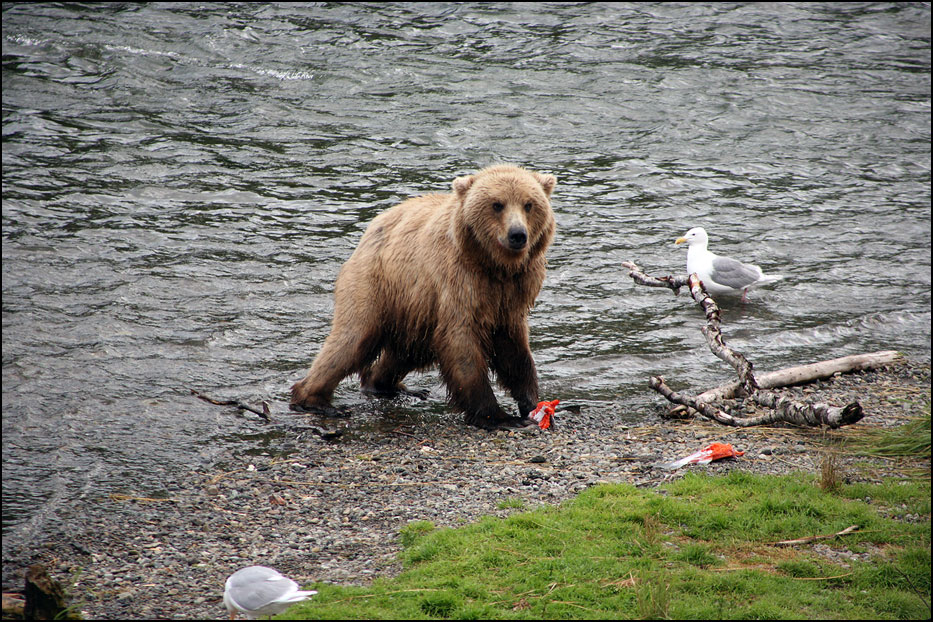 Katmai National Park