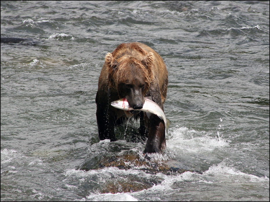 Katmai National Park