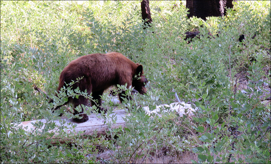 Kings Canyon National Park
