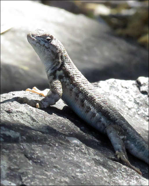 Kings Canyon National Park