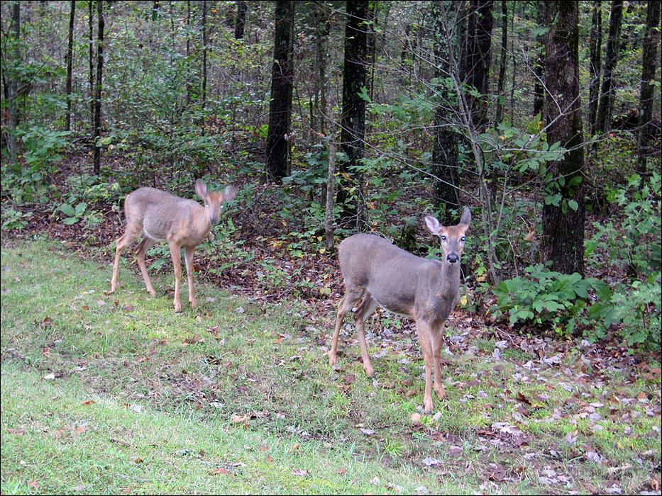 CMammoth Cave National Park