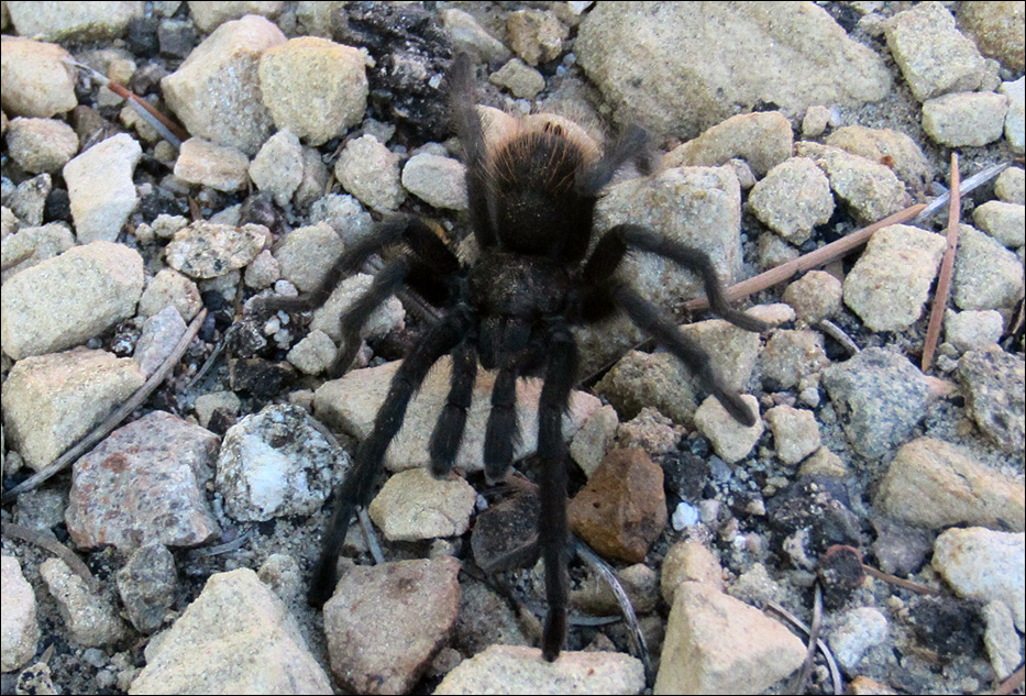 Tarantula