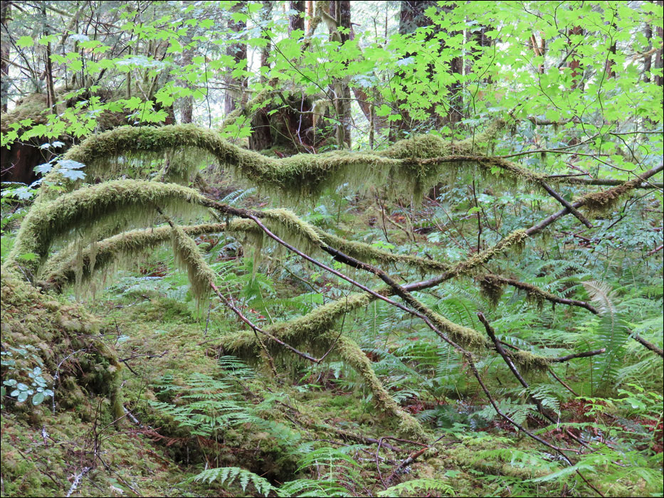 North Cascades National Park