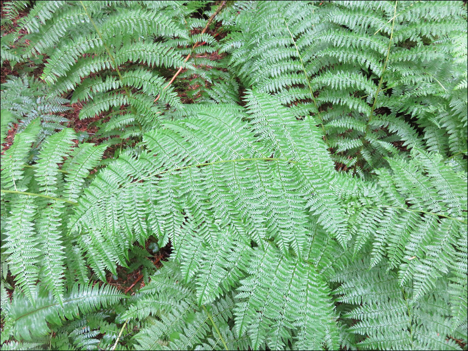 North Cascades National Park