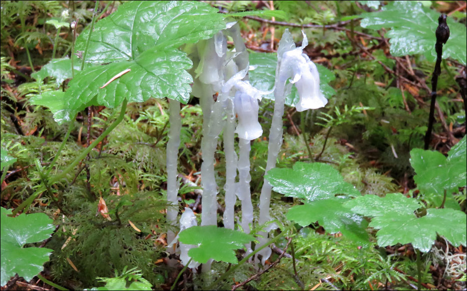 North Cascades National Park