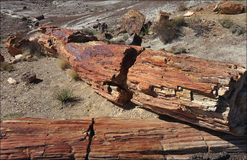 Petrified Forest National Park
