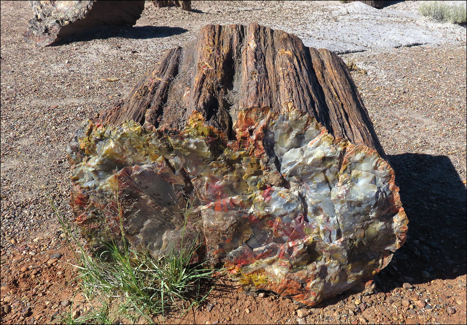 Petrified Forest National Park