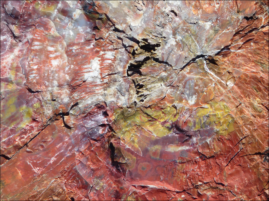 Petrified Forest National Park
