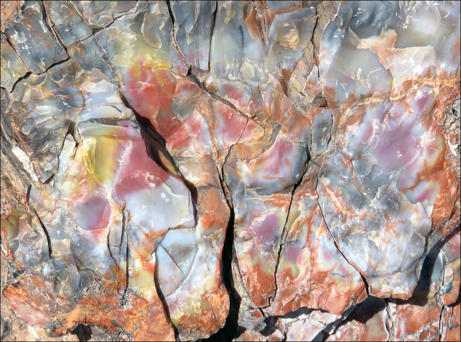 Petrified Forest National Park