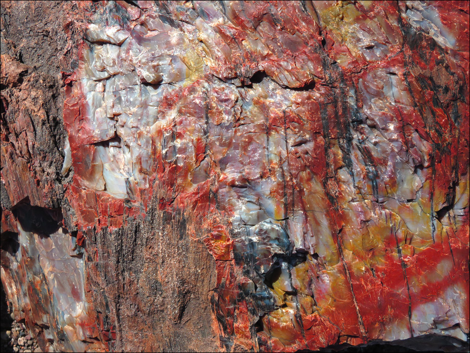 Petrified Forest National Park