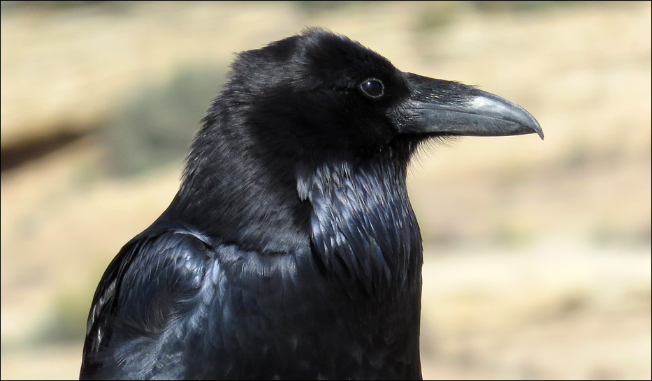 Petrified Forest National Park