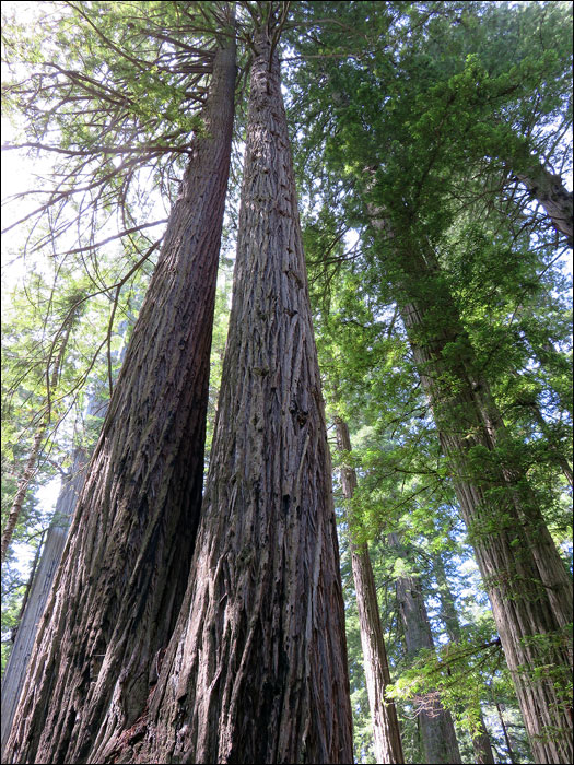 Redwood National Park