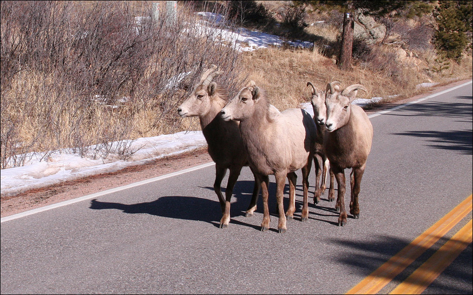 Bighorn Sheep