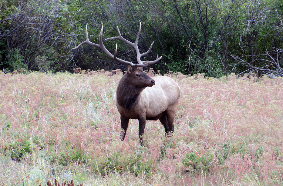 Bull Elk