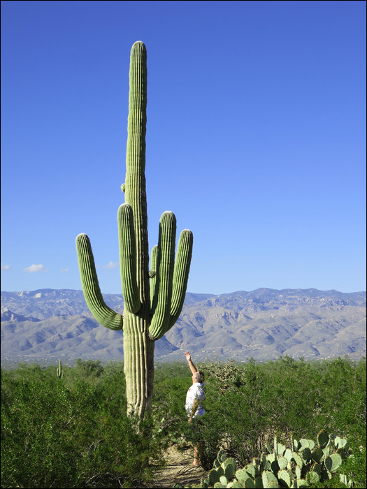 Saguaro National Park