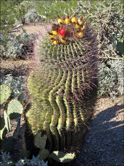 Saguaro National Park