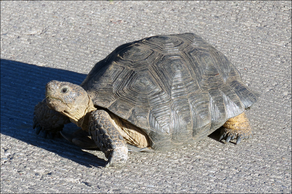 Saguaro National Park