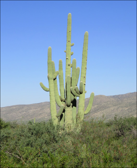 Saguaro National Park