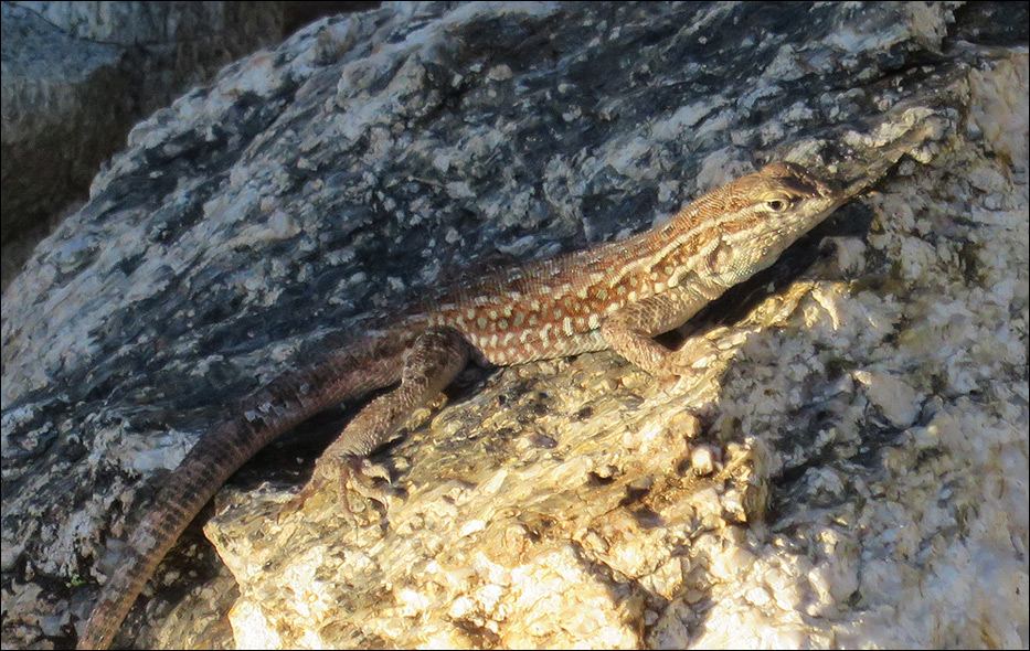 Saguaro National Park