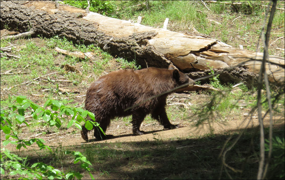 Sequoia National Park