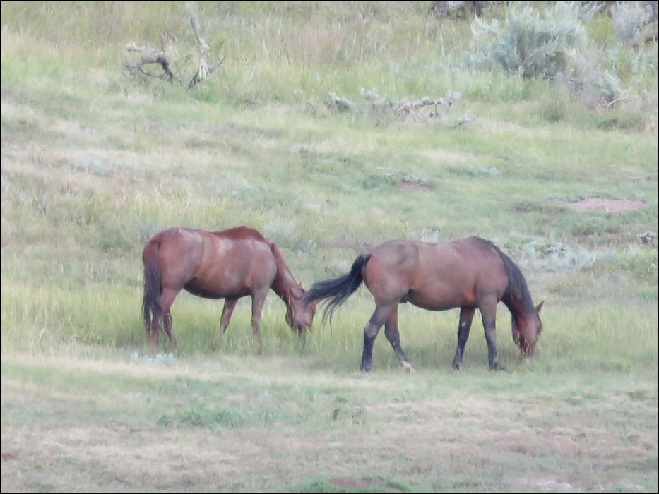 Theodore Roosevelt National Park