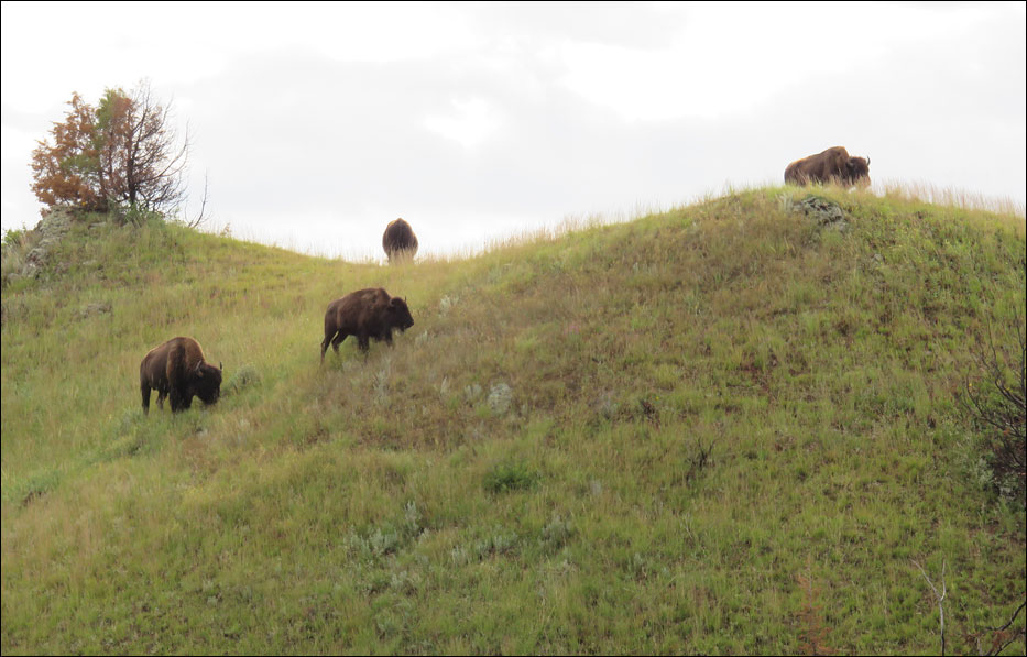 Theodore Roosevelt National Park