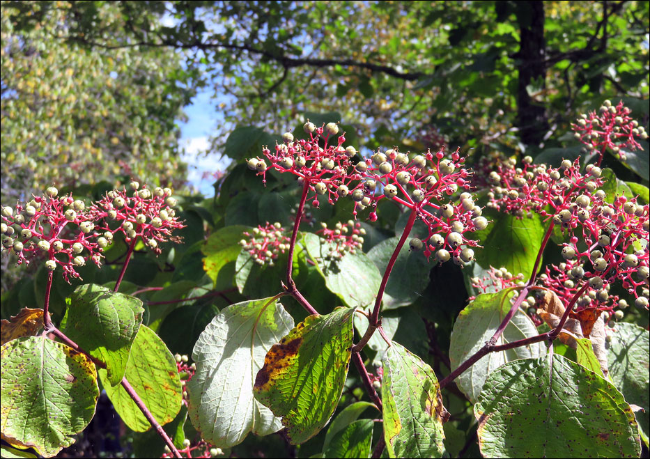 Voyageurs National Park