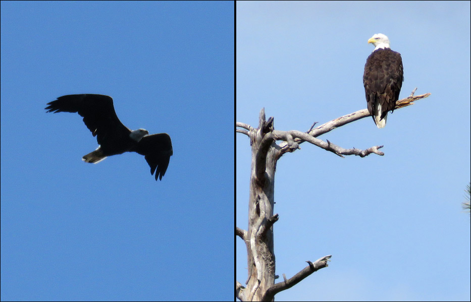 Voyageurs National Park