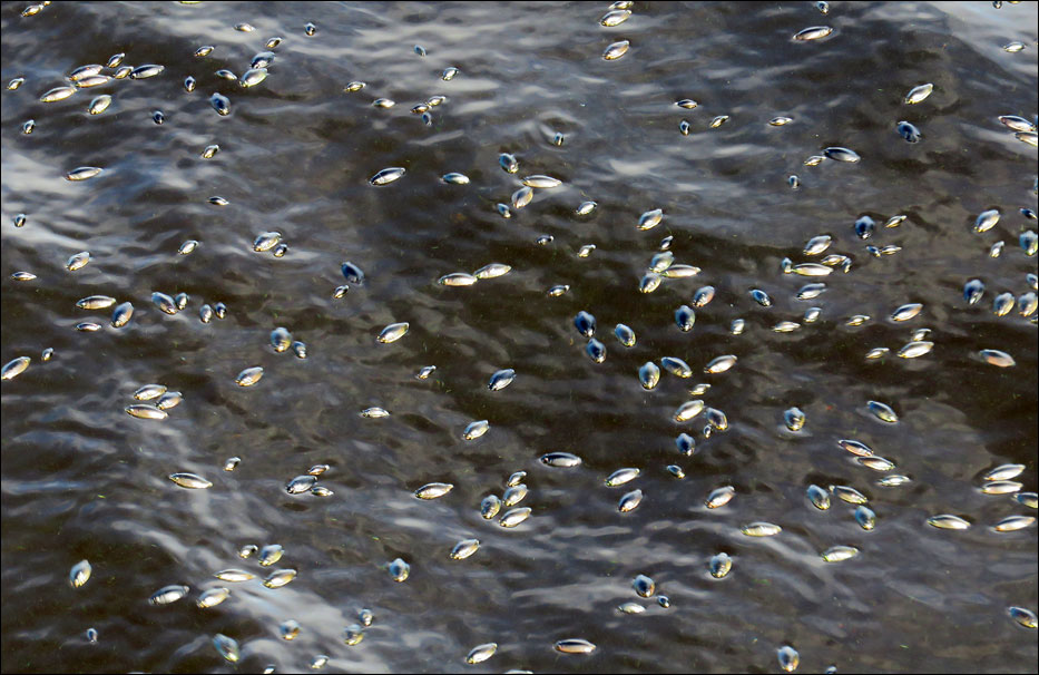 Voyageurs National Park