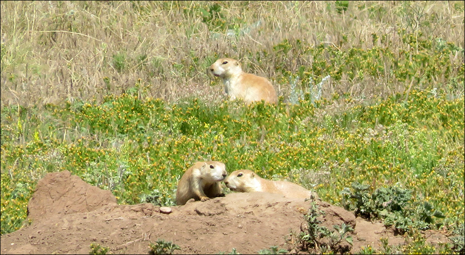 Wind Cave National Park
