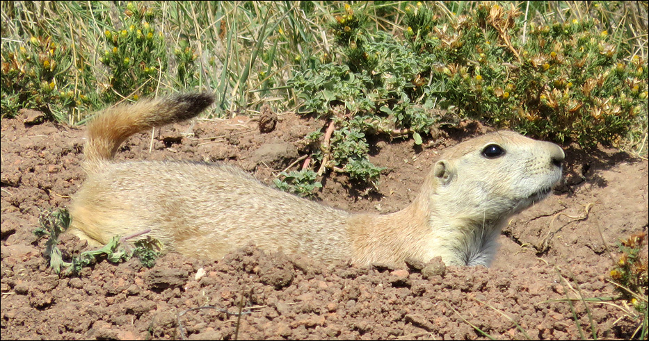 Wind Cave National Park